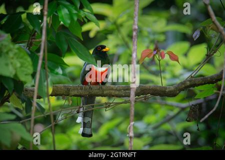 Trogon élégant - Trogon elegans appelé Coppery-queue., oiseau allant du Guatemala dans le sud jusqu'au nord jusqu'au Nouveau-Mexique, rouge noir et vert oiseau Banque D'Images