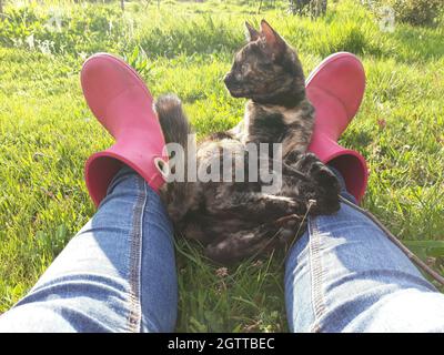 le chat sur les jambes d'une personne qui s'est allongée sur l'herbe Banque D'Images