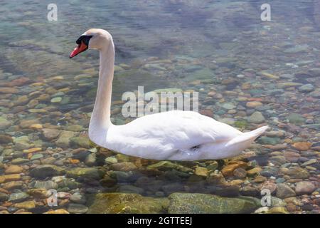 White Swan dans un Loch écossais Banque D'Images