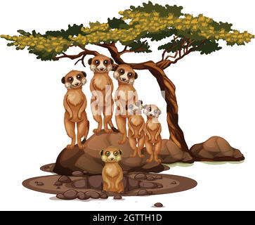 Meerkat isolé sur fond blanc Illustration de Vecteur