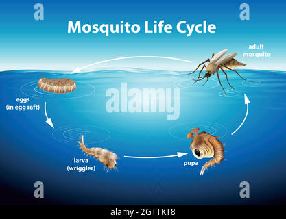 Cycle de vie d'un moustique Illustration de Vecteur