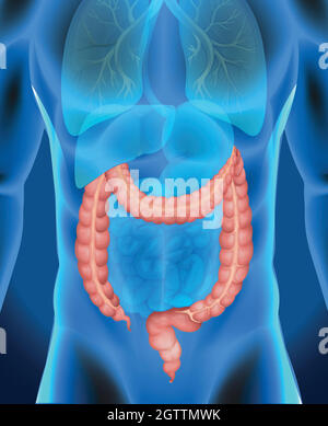 Rayons X du gros intestin de l'homme Illustration de Vecteur