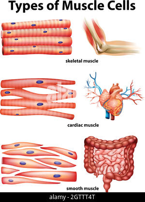 Diagramme montrant les types de cellules musculaires Illustration de Vecteur