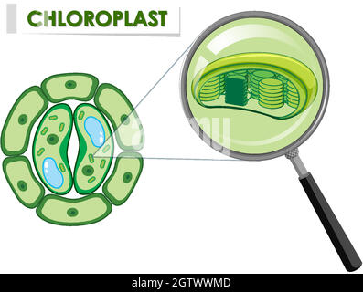 Schéma montrant le chloroplaste sur la cellule végétale Illustration de Vecteur