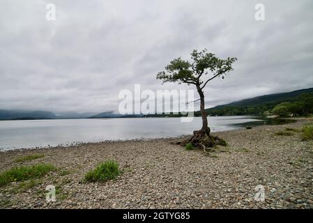 Lone Tree Loch Lomond - le Lone Tree de Milarrochy est un chêne seul qui pousse sur une baie sur la rive du Loch Lomond, en Écosse. Banque D'Images