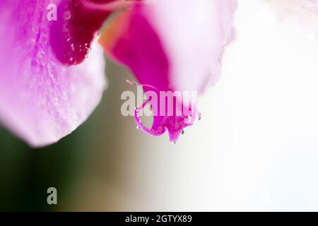 Belle fleur d'orchidée macro.Arrière-plan abstrait flou naturel.Fleurs fragiles et légères avec gouttes d'eau. Banque D'Images