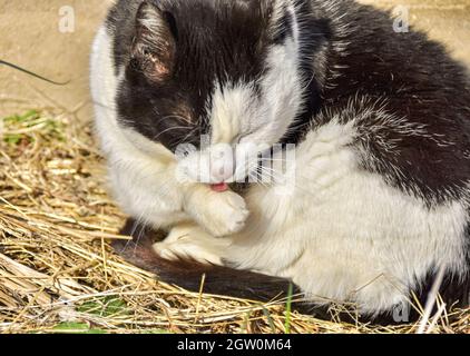 Chat noir et blanc léchant sa patte pour nettoyer. Gros plan. Banque D'Images