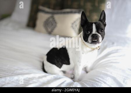 Petit chien assis sur un lit Banque D'Images