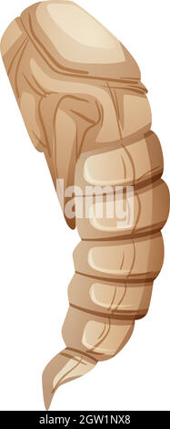 Mealworm pupa sur fond blanc Illustration de Vecteur