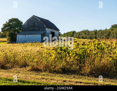 Une ancienne grange dans un champ de tournesols en train de mourir un jour d'automne ensoleillé à Wexford, Pennsylvanie, États-Unis Banque D'Images