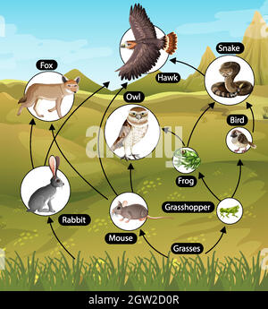 Affiche d'éducation de la biologie pour le diagramme des chaînes alimentaires Illustration de Vecteur