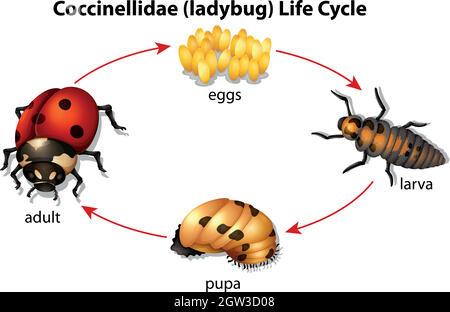 Coccinelle Illustration de Vecteur