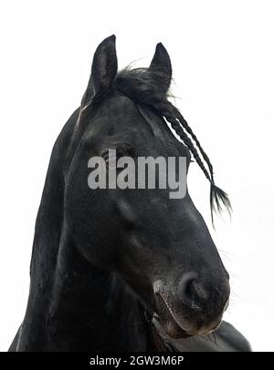 Portrait d'un cheval de frise noir sur fond blanc Banque D'Images