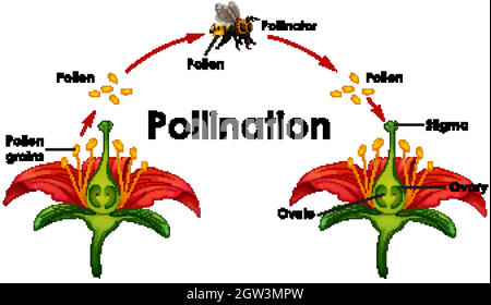 Diagramme montrant la pollinisation avec la fleur et l'abeille Illustration de Vecteur