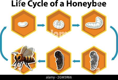 Cycle de vie d'une abeille Illustration de Vecteur