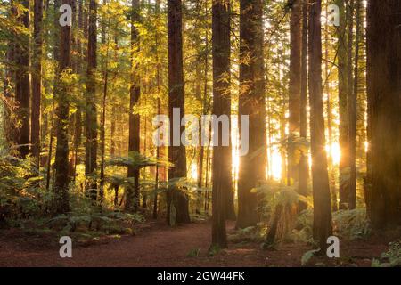 La lumière du soleil couchant se diffuse entre les troncs des séquoias de Californie dans la forêt de Whakarewarewa, Rotorua, Nouvelle-Zélande Banque D'Images