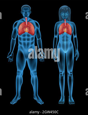 Système respiratoire Illustration de Vecteur