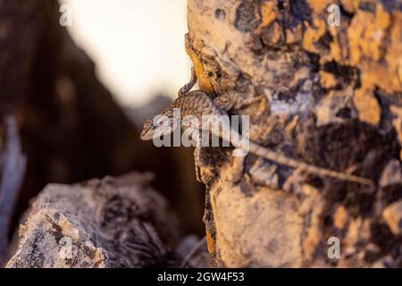 Plateau Fence Lizard, (Sceloporus tristichus), comté de Coconino, Arizona, États-Unis. Banque D'Images