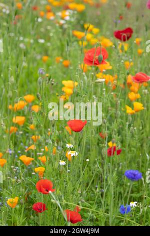 Papaver Rhoeas et Eschscholzia californica. Coquelicots rouges et fleurs coquelicots californiens dans un jardin de fleurs sauvages anglais. Angleterre Banque D'Images