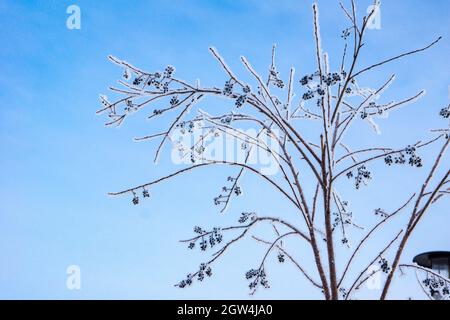 en hiver, sur fond de ciel bleu, une brousse avec des glands de baies noires est recouverte de givre Banque D'Images
