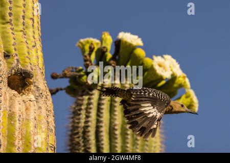 Pic de Gila (Melanerpes uropygialis), laissant le nid à saguaro, désert de Sonoran, Arizona Banque D'Images