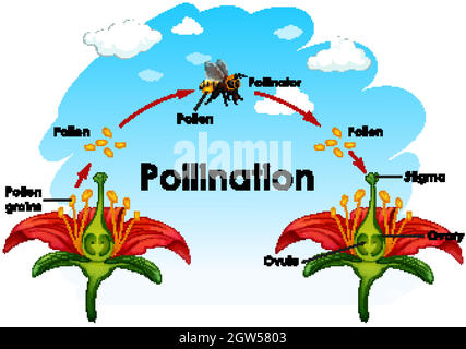 Diagramme montrant la pollinisation avec la fleur et l'abeille Illustration de Vecteur