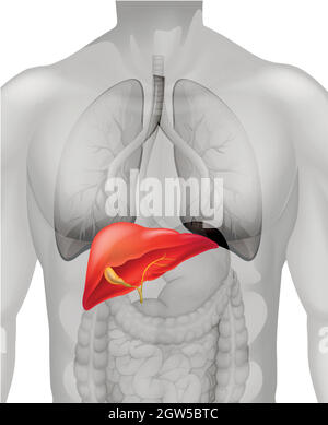 Foie humain dans le corps Illustration de Vecteur