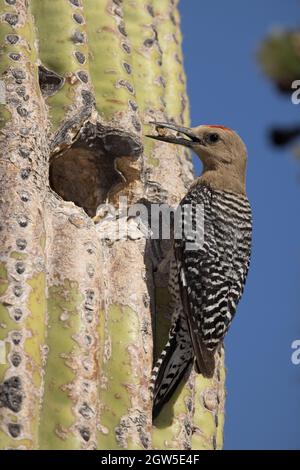 Pic à bois de Gila (Melanerpes uropygialis), apportant de la nourriture de chien aux jeunes en nid, désert de Sonoran, Arizona Banque D'Images