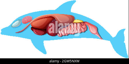 Anatomie interne d'un dauphin isolé sur fond blanc Illustration de Vecteur