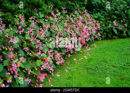 Begonia hardy rose fleurit en automne (Begonia grandis) Banque D'Images