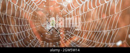 Argiope bruennichi araignée jaune-noire dans son araignée également connue sous le nom d'araignée de guêpe. Arachnide toxique dangereux. Banque D'Images