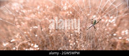 Argiope bruennichi araignée jaune-noire dans son araignée également connue sous le nom d'araignée de guêpe. Arachnide toxique dangereux. Banque D'Images