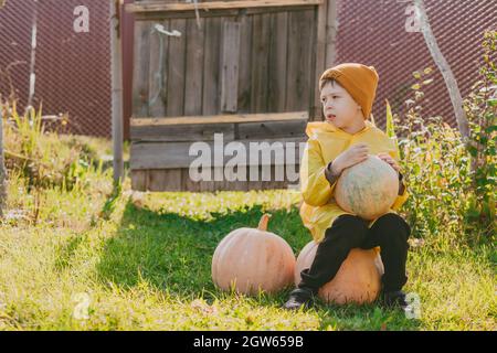 un garçon en imperméable jaune est assis sur de grandes citrouilles dans la rue. Préparation pour Halloween. Juste pour la récolte des légumes. L'enfant aide dans le v Banque D'Images