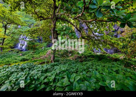 Underwood site touristique à l'Anse des cascades, Sainte Rose, l'île de la réunion Banque D'Images