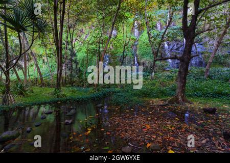 Site touristique sous-bois à Anse des Cascades près de la ville de Sainte Rose, Île de la Réunion Banque D'Images