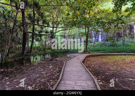 Site touristique sous-bois à Anse des Cascades près de la ville de Sainte Rose, Île de la Réunion Banque D'Images