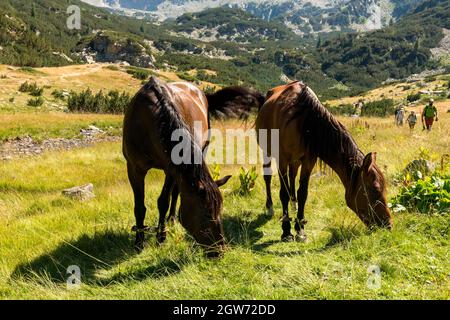 Chevaux dans le parc national et réserve de Pirin, montagne de Pirin, Bulgarie, Balkans, Europe Banque D'Images