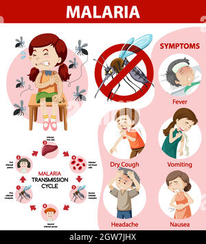 Infographie sur le cycle de transmission du paludisme et les symptômes Illustration de Vecteur