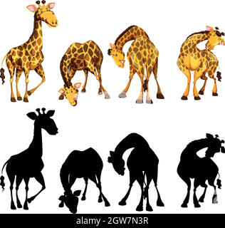 Version silhouette, couleur et contour de quatre girafes Illustration de Vecteur