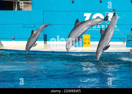 MADRID, ESPAGNE - 05 septembre 2021 : un spectacle de dauphins à l'aquarium du zoo de Madrid en Espagne Banque D'Images
