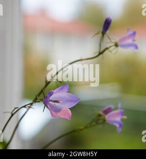 Fleur de merlule unique (Campanula rotundifolia) à l'intérieur d'une fenêtre Banque D'Images