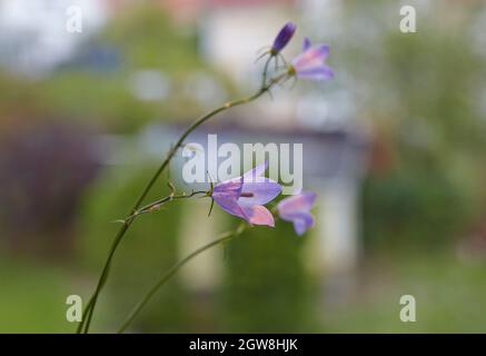 Fleur de merlule unique (Campanula rotundifolia) à l'intérieur d'une fenêtre Banque D'Images