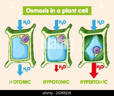 Schéma montrant l'osmose dans la cellule végétale Illustration de Vecteur