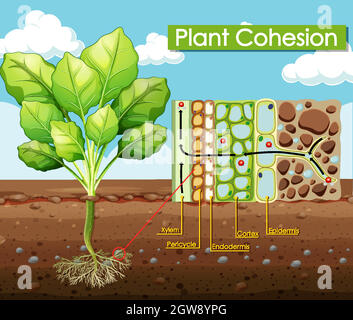 Schéma de la cohésion des plantes Illustration de Vecteur