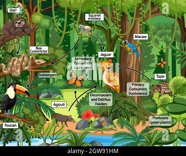 Concept de diagramme de la chaîne alimentaire sur fond de forêt Illustration de Vecteur