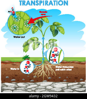 Schéma montrant la transpiration dans la plante Illustration de Vecteur