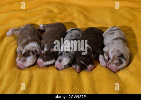 Litière de chiots de berger australien adorables, sur couverture jaune douce. Aussie cinq enfants sont couchés ensemble et dorment, vue latérale. Puppie Banque D'Images