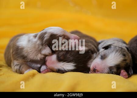 Aussie trois enfants sont couchés ensemble et dorment. Litière de chiots de berger australien adorables, sur couverture jaune douce. Bokeh à chaud Banque D'Images