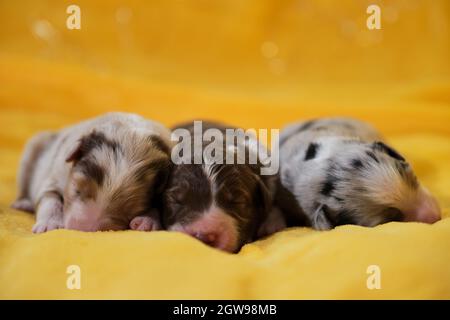 Aussie trois enfants sont couchés ensemble et dorment. Litière de chiots de berger australien adorables, sur couverture jaune douce. Bokeh à chaud Banque D'Images