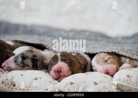 Nouveau-nés de chiens de berger australiens. Les chiots Aussie dorment sur des oreillers blancs recouverts d'une couverture tricotée grise chaude. Un chiot tricolore rouge dort Banque D'Images